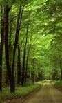 pic for Allegheny National Forest 768x1280